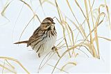 Song Sparrowborder=